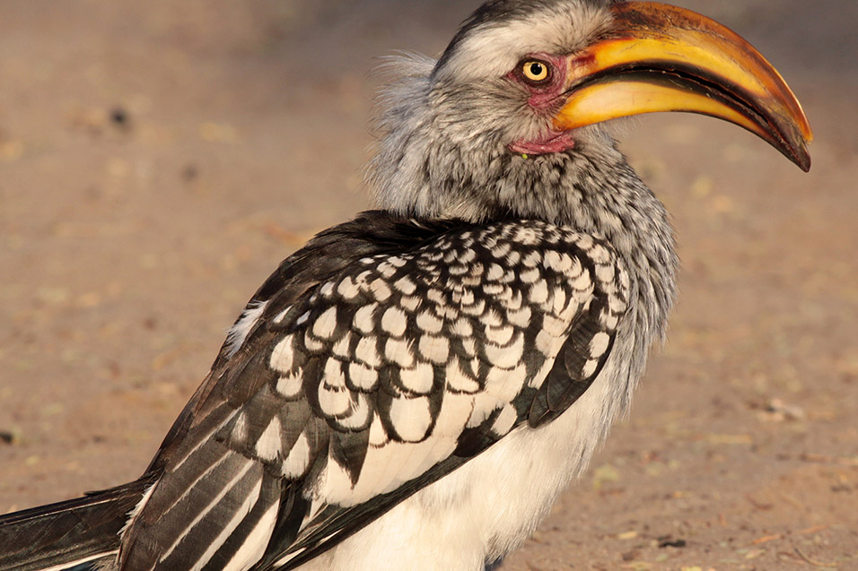 botswana/moremi_yellow hornbill_third_bridge